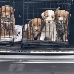 "Heading to first vet visit" Goldendoodle Puppies from BFF Goldendoodles