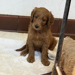 Lilah - Apricot female Goldendoodle puppy in Johnston, Rhode Island from Puppy Love Heaven