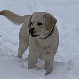 Dozer - Labrador Retriever