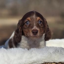 Alvin - Chocolate and tan male Dachshund puppy in Mcminnville, Tennessee from Red Barn Farms Minis