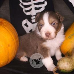 Spookley - Red tri-color male Australian Shepherd puppy in Colorado Springs, Colorado from Dawn 2 Dusk Ranch