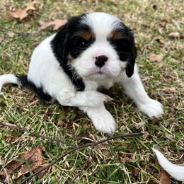 Cavalier King Charles Spaniel Puppies from Southern Valley Cavaliers