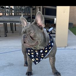 Stormi - French Bulldog