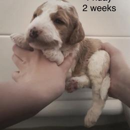 Friday - Parti male Goldendoodle puppy in Suring, Wisconsin from Black Oak Doodles