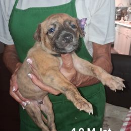 JET - Red brindle male Whippet puppy in Ocala, Florida from Sandstorm Whippets