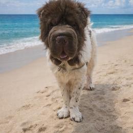 Ragnar - Chinese Shar-Pei