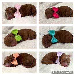 Goldendoodle and Labradoodle Puppies from Blessing Labradoodles, Goldendoodles, standard and mini’s
