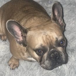 French Bulldogs from BWF Kennels
