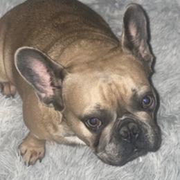 French Bulldogs from BWF Kennels