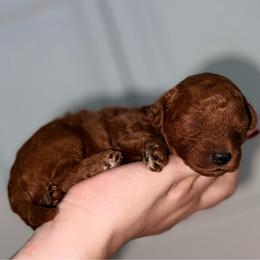 Biscotti - Red  male Goldendoodle puppy in Miami, Florida from Haus of Pawz
