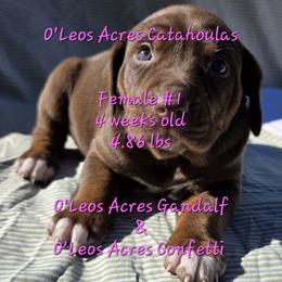 FEMALE - 1 - Chocolate female Catahoula Leopard Dog puppy in Perry, Florida from O'Leos' Acres Catahoulas