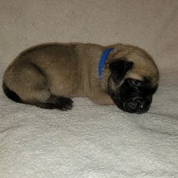Boy 2 - Fawn Mastiff puppy in Aurora, Colorado from Bratay Mastiffs