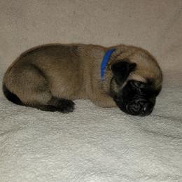 Boy 2 - Fawn Mastiff puppy in Aurora, Colorado from Bratay Mastiffs