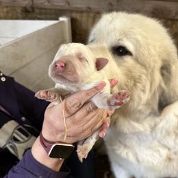 Boy 4 - Great Pyrenees puppy in Carbon, Indiana from Patriot Farm & Forestry