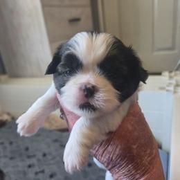 Lulu - Brindle and white female Shih Tzu puppy in Cook County, Illinois from My Tzu Crew