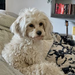 Aurora - Cream female Cavapoo puppy in Washington from Fluffy Fawn