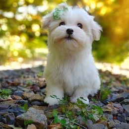 Companion Cross, Mal-Shi, Maltese, Maltipoo, Morkie, and Shih Tzu Puppies from Seeking Shalom Acres Maltese, Maltipoos & Havamalts