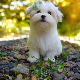 Companion Cross, Mal-Shi, Maltese, Maltipoo, Morkie, and Shih Tzu Puppies from Seeking Shalom Acres Maltese, Maltipoos & Havamalts