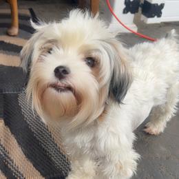 Alex - Yorkshire Terrier
