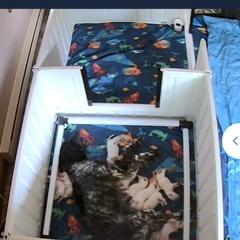 English Setter and Labrador Retriever Puppies from McFella’s Gun Dogs