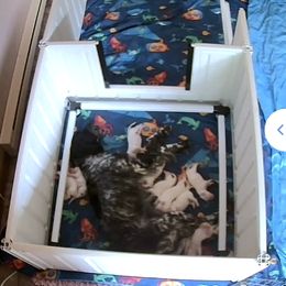 English Setter and Labrador Retriever Puppies from McFella’s Gun Dogs