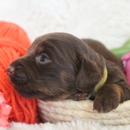 Girl 3 - Dachshund puppy in Windsor, Colorado from Murry’s minis