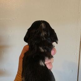 Stripe - Dapple male Dachshund puppy in El Paso, Texas from Mells Weenies