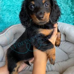 Dachshund Puppies from ForeversEdge Doxies