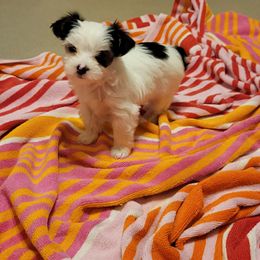 Yorkshire Terrier Puppies from Hidden Gems Parti Yorkies