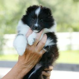 Chatlotte - Black and white female Shetland Sheepdog puppy in Weeki Wachee, Florida from Cathance Shetland Sheepdogs