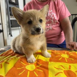 Boy 4 - Red male Pembroke Welsh Corgi puppy in Moulton, Alabama from Reed's Pembroke Corgi Welsh