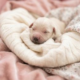 Gwen - Cream female Goldendoodle puppy in Clifton, Arizona from Denim & Doodles