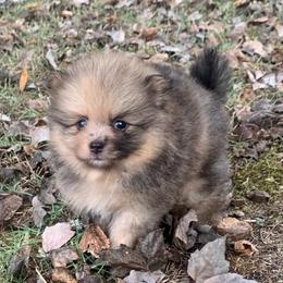 Chocolate sable Merle - Chocolate merle male Pomeranian puppy in Gadsden, Alabama from Rich Cat’s