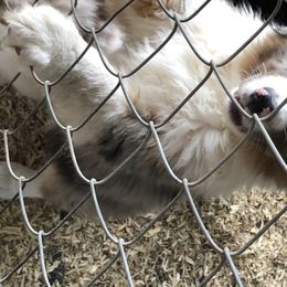 Australian Shepherd Puppies from Mullis Australian Shepherd