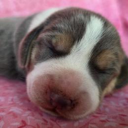 Blue tri boy 1 - Blue tan and white male Beagle puppy in Spring Branch, Texas from Lost Trail Kennels