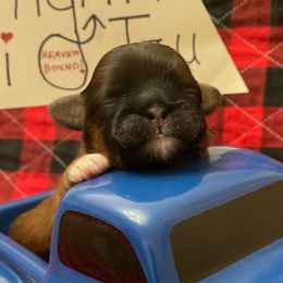 Valiant-Navy - Red male Shih Tzu puppy in Clarksburg, West Virginia from Pilgrim Shih tzu
