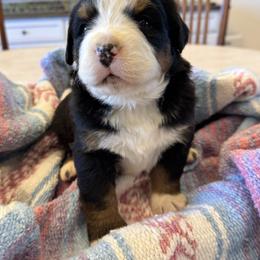 Merida - Black rust and white female Bernese Mountain Dog puppy in Enterprise, Utah from High Desert Bernese