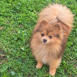 Daphne - Pomeranian