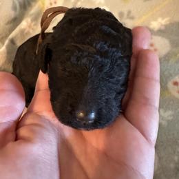 Velvet - Black female Goldendoodle puppy in Greensboro, Georgia from B’s Doodles