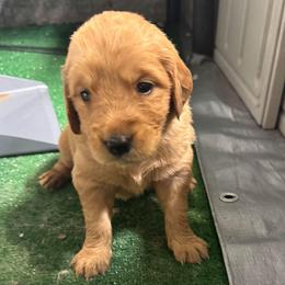 Girl 3 - Golden female Golden Retriever puppy in Saginaw, Michigan from Precious Kennel Retrievers