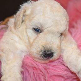 Lila (AKC) - White female Poodle puppy in Rainbow City, Alabama from Misioh Poodles