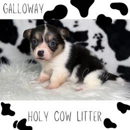 Galloway - Black and white female American Corgi puppy in Greenwood, Indiana from Witch Creek Corgis