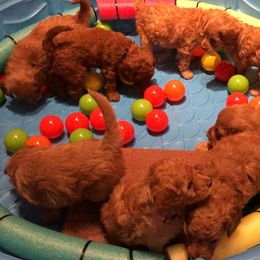 Goldendoodle Puppies from Ming’s Dynasty Doodles