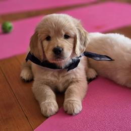 Goldendoodle, Golden Retriever, and Poodle Puppies from Oregon's Oodles of poodles & doodles