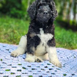 Willow - Phantom female Poodle puppy in Troy, New Hampshire from SP Standard Poodles