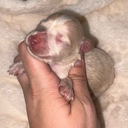 Oak - Wheaten male Miniature Schnauzer puppy in Lufkin, Texas from C&K’s Schnauzer House