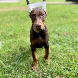 Black Collar Male - Red and rust male Doberman Pinscher puppy in Medina, Tennessee from Valorosa Doberman Kennel