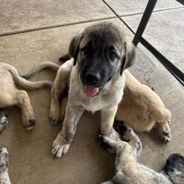 Green - Gray fawn male Anatolian Shepherd Dog puppy in Kemp, Texas from Lively Acres Anatolians