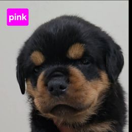 Dark pink girl - Black and mahogany female Rottweiler puppy in Lake City, Florida from Haus Der Wut Kennels
