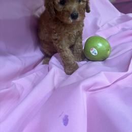Blue Collar Female - Apricot female Poodle puppy in Anaheim, California from SoCal Toy Poodles
